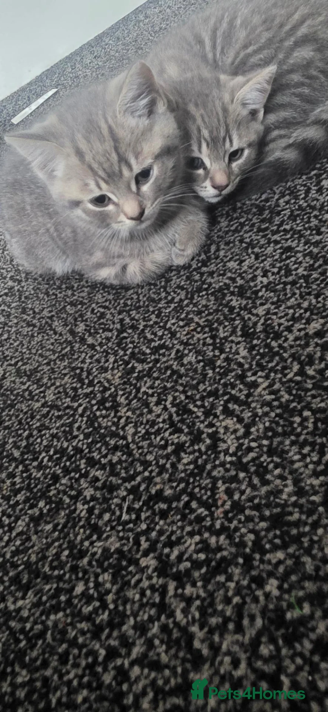Mixed Breed cats for sale: 2 grey Taby cross british shorthair in Manchester - Advert 2