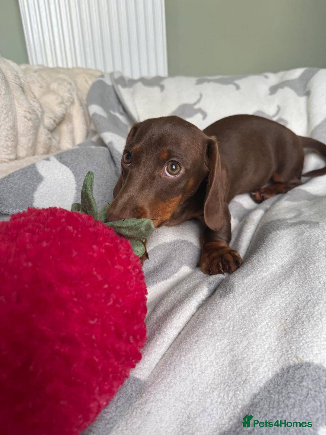 Dachshund dogs for sale: PERFECT MINIATURE DACHSHUNDS BABIES 🐶 - Image 13