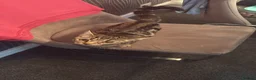 Mixed Breed cats for sale: 2 tabby cats 1 boy 1 girl  in Clevedon - Advert 2