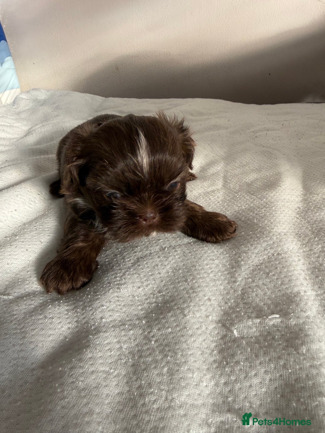 Shih Tzu dogs for sale: Tri-Colour KC Imperial Shih Tzu Puppies - Advert 23