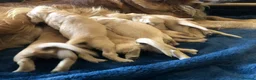 Golden Retriever dogs for sale: KC Dark Red Golden Retrievers 100% DNA Health Test - Advert 3