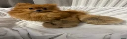 Pomeranian dogs for sale:   Pomeranian puppy  - Advert 1