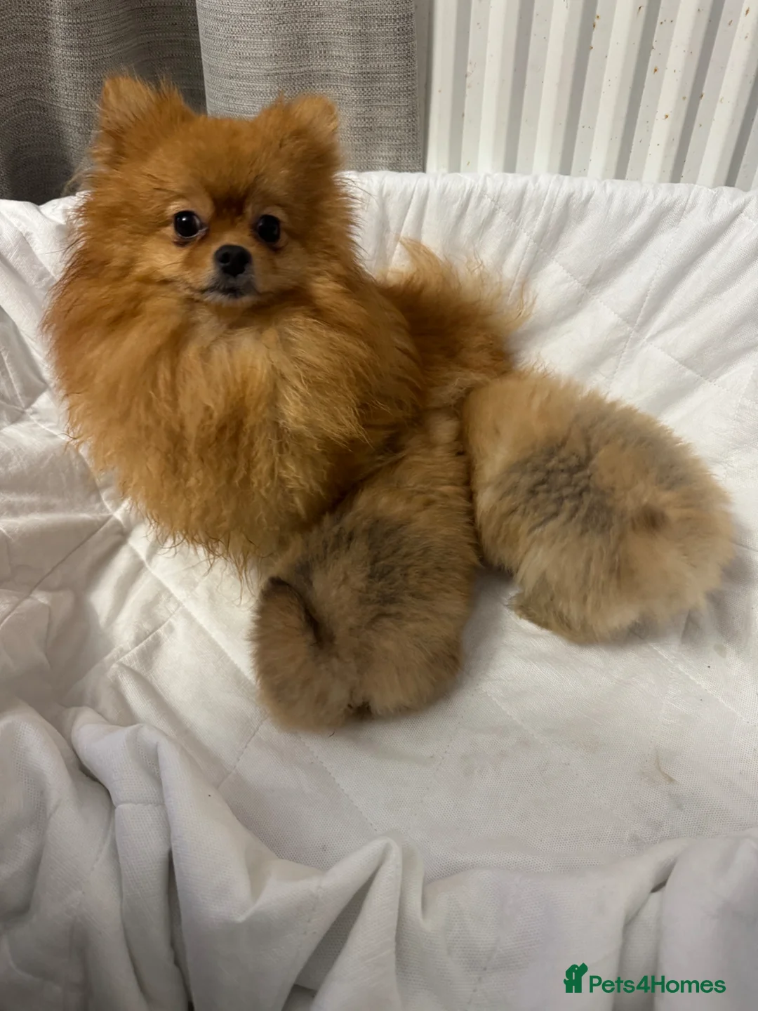 Pomeranian dogs for sale:   Pomeranian puppy  - Advert 1