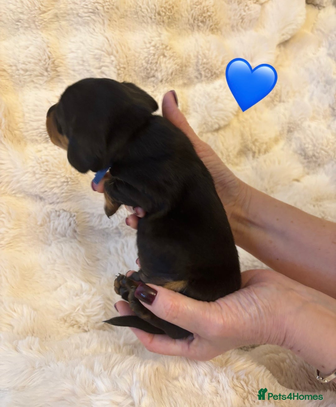 Miniature Dachshund dogs for sale: 🥇KC Registered Miniature Dachshunds Champion Line - Advert 16