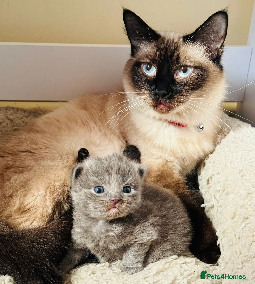 British Longhair cats for sale: Very playful male British Longhair. - Advert 2