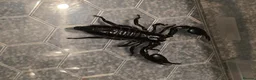 Mixed Breed invertebrates for sale: Mixed invertebrates for sale *see description*  - Advert 4