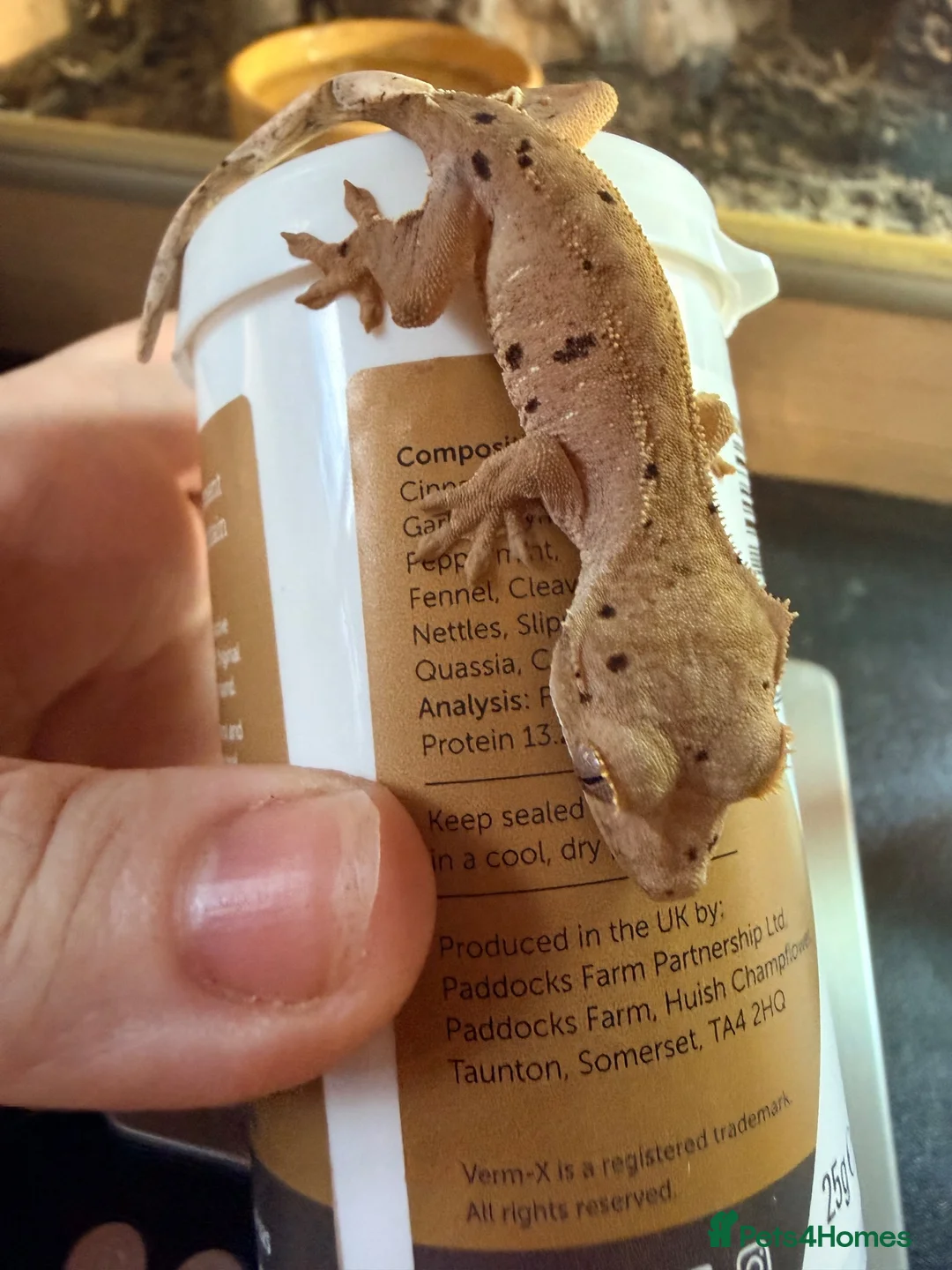 Gecko reptiles for sale: Happiny the Crested Gecko - Advert 2