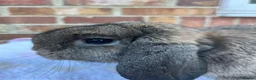 Mini Lop rabbits for sale: Mini lop agouti buck - Advert 4
