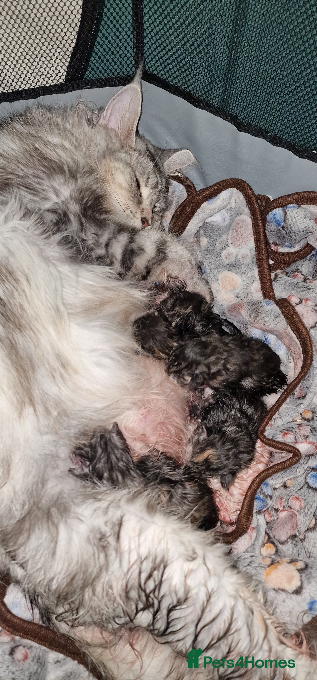 Maine Coon cats for sale: Pure Maine Coon Kittens - Advert 1