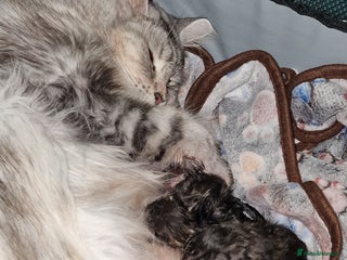 Maine Coon cats Pure Maine Coon Kittens - Advert 10