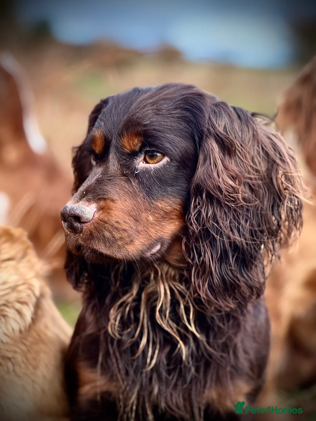 Cocker Spaniel dogs for stud: Small Health Tested KC liver and tan Cocker Stud in Harrogate - Advert 18