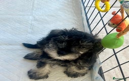 Miniature Schnauzer dogs for sale: 🐾🐶Schnauzer/Schnoodles🐶🐾 - Image 26