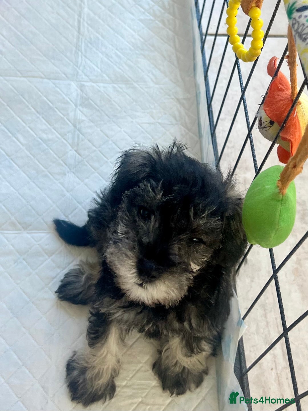 Miniature Schnauzer dogs for sale: 🐾🐶Schnauzer/Schnoodles🐶🐾 - Image 26