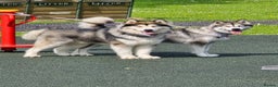 Alaskan Malamute dogs for stud: KC Registered Champion Alaskan Malamute for Stud in Bathgate - Advert 9