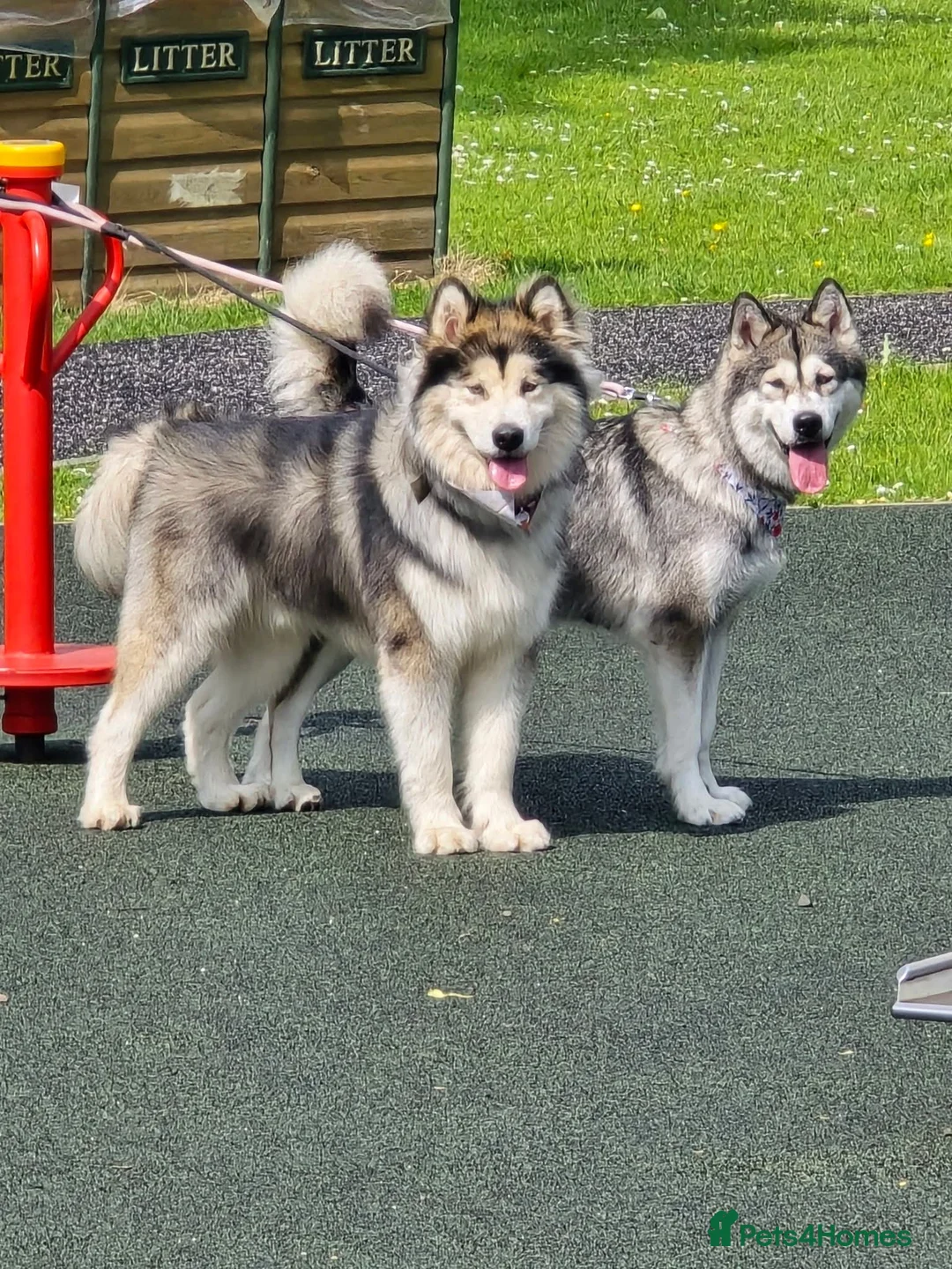 Alaskan Malamute dogs for stud: KC Registered Champion Alaskan Malamute for Stud in Bathgate - Advert 9