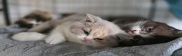 British Shorthair cats for sale: British Shorthair & Longhair Pedigree RegKittens   - Advert 2