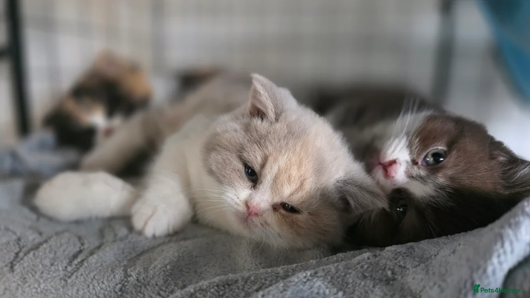British Shorthair cats for sale: British Shorthair & Longhair Pedigree RegKittens   - Advert 2