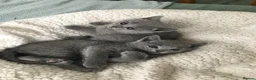 Russian Blue cats for sale: TICA registered Russian Blue kittens - Advert 4