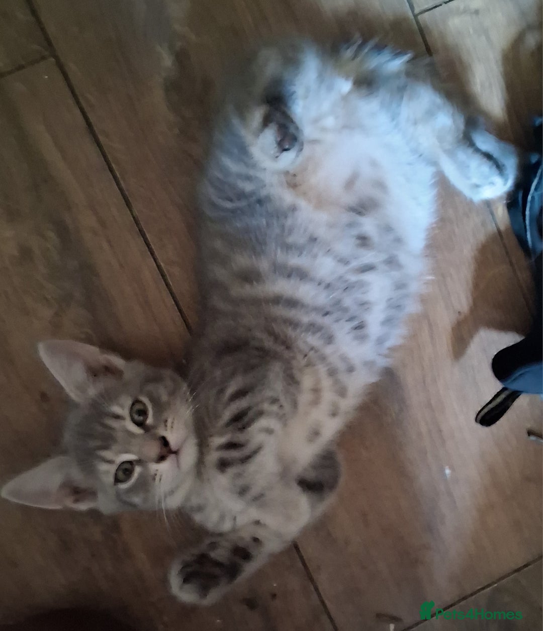 Mixed Breed cats for sale: UNIQUE SILVER/BLUE BENGAL X RUSSIAN BLUE KITTENS  - Image 6