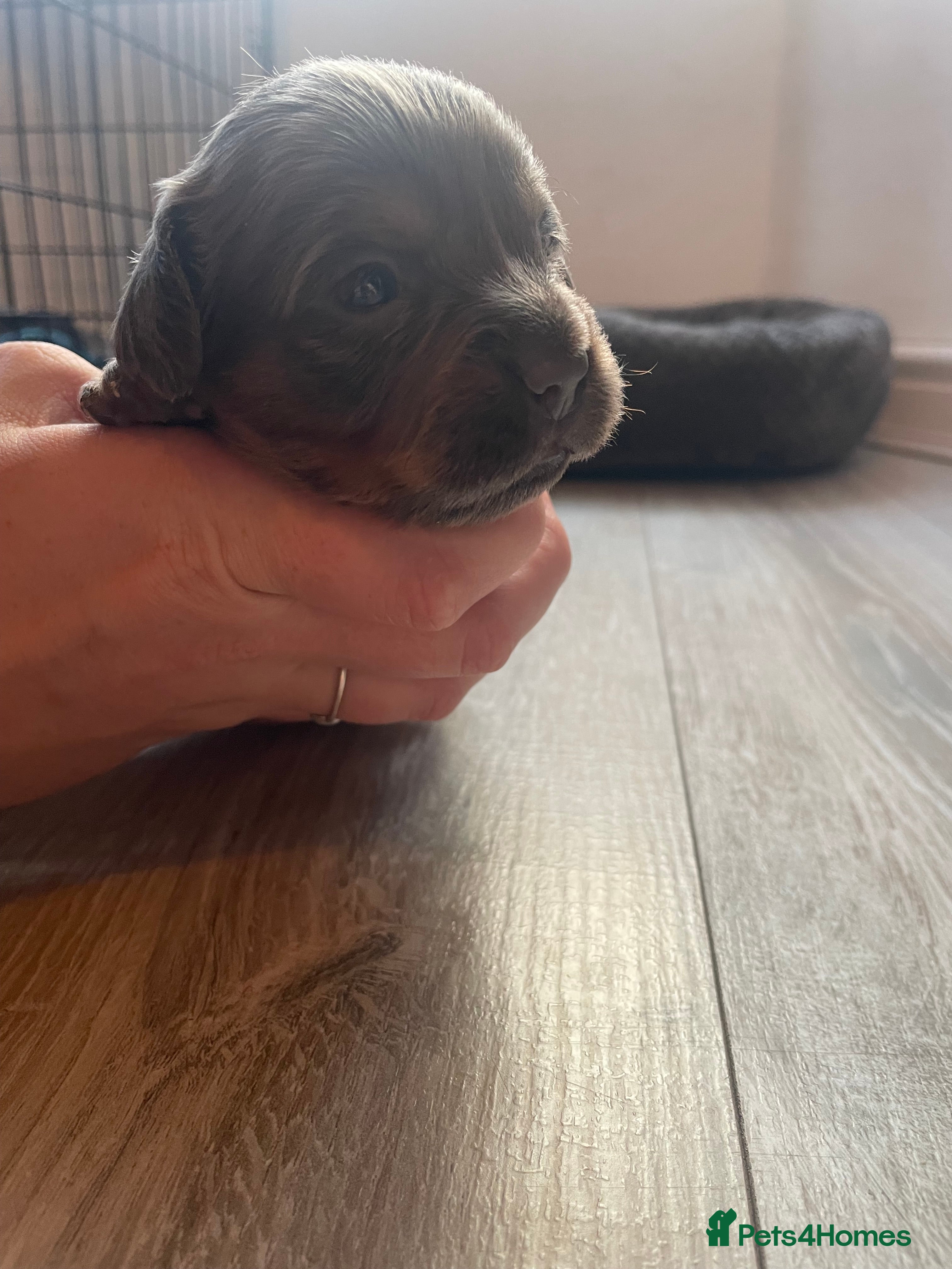 Mixed Breed dogs Beautiful French Weiner puppies 🩷🩵 - Advert 2