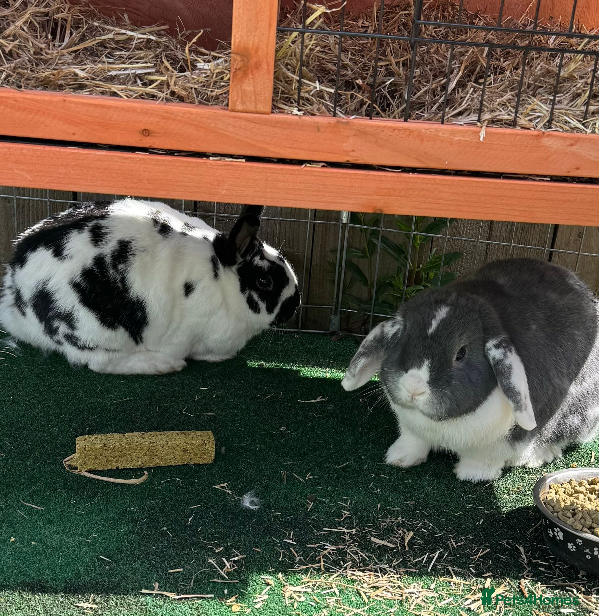 Mixed Breed rabbits Bonded maleAnd female Pair - Advert 1