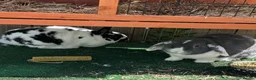Mixed Breed rabbits for sale: Bonded maleAnd female Pair in North Shields - Advert 1