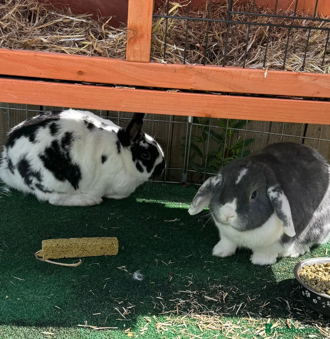 Mixed Breed rabbits for sale: Bonded maleAnd female Pair in North Shields - Advert 1