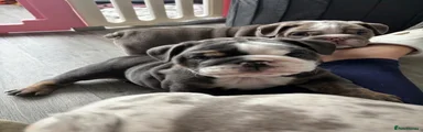 English Bulldog 1