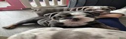 English Bulldog dogs for sale: Beautiful Colours & Chunky Little Characters in Carlisle - Advert 6