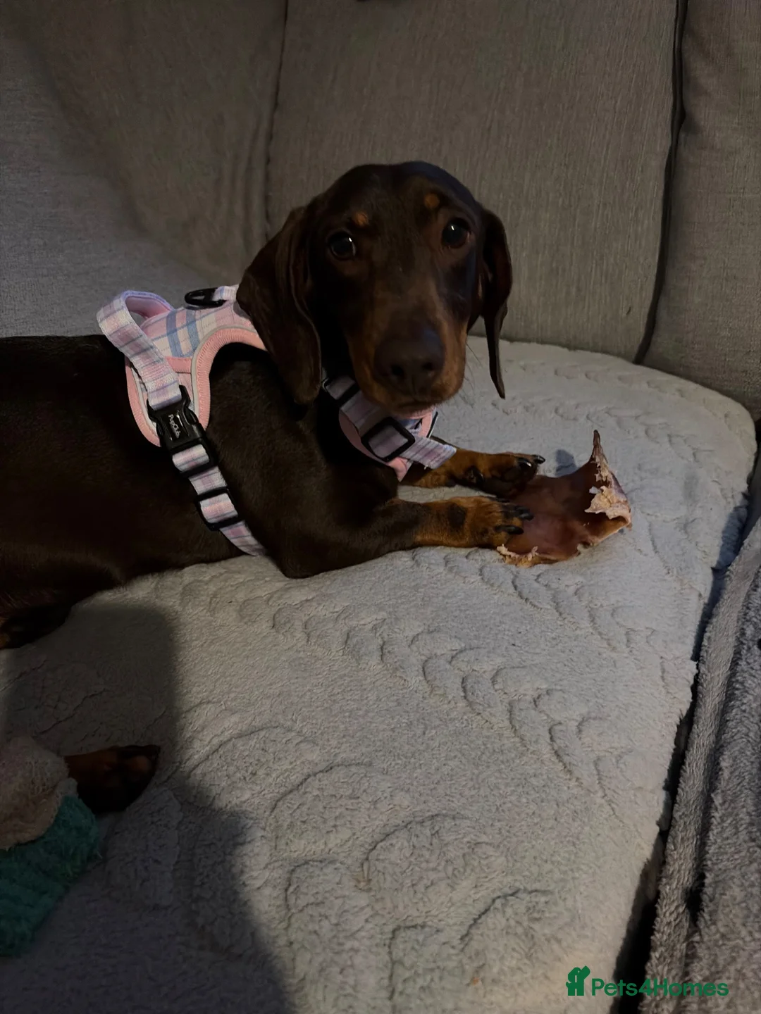 Dachshund dogs for sale: dachshund puppy  - Advert 1