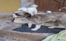 Mixed Breed dogs for adoption: August is looking for a home - Image 6