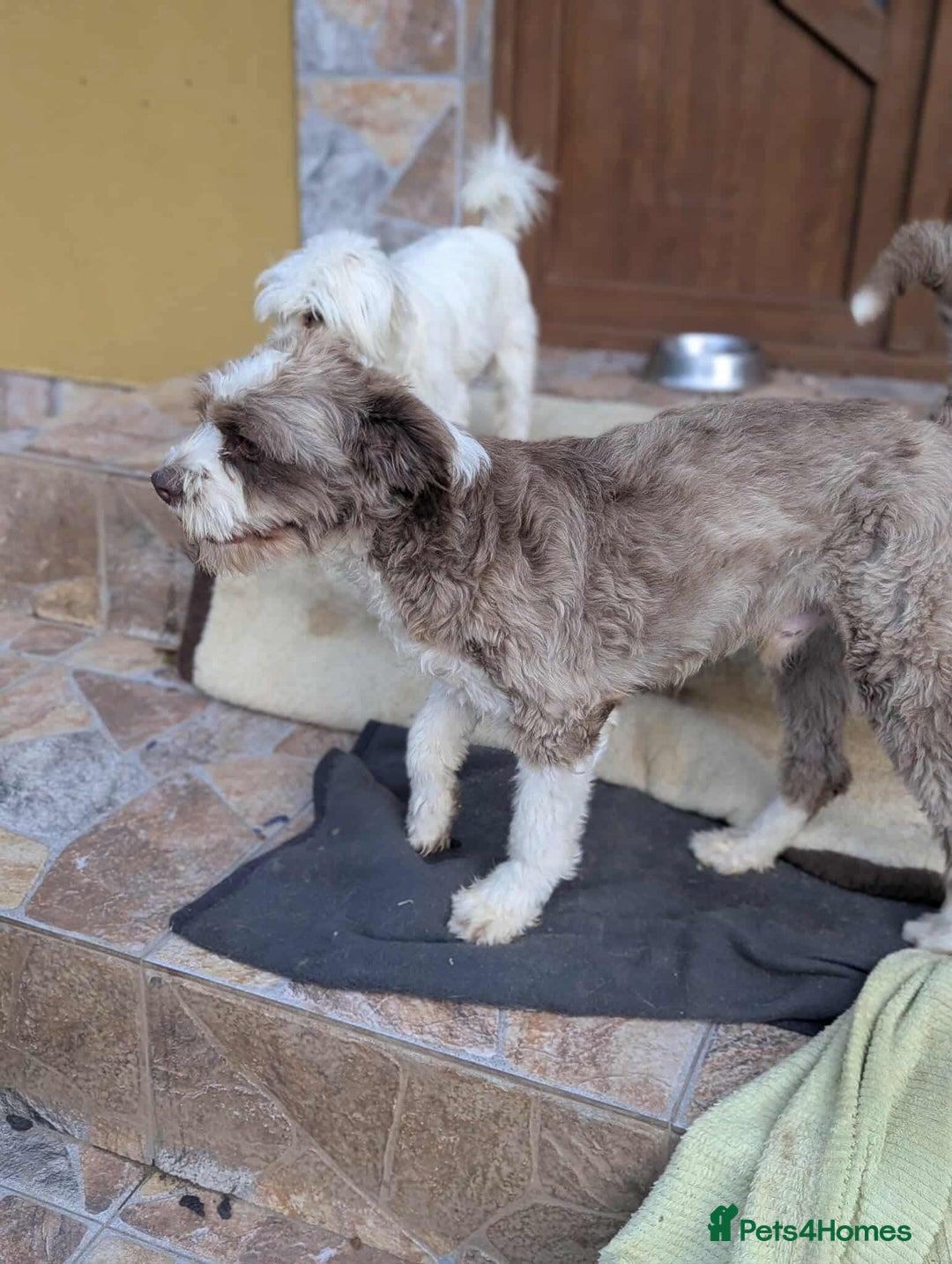 Mixed Breed dogs for adoption: August is looking for a home - Image 6