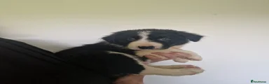 Border Collie Puppy 5