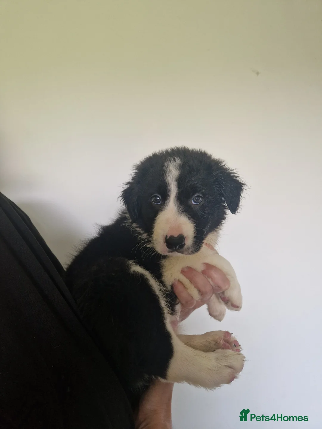Border Collie dogs for sale: Gorgous pups - Advert 2