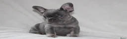 French Bulldog dogs for sale: 💜BLUEBELLE  THE LAST LITTLE BLUE GIRL 💜 - Advert 10