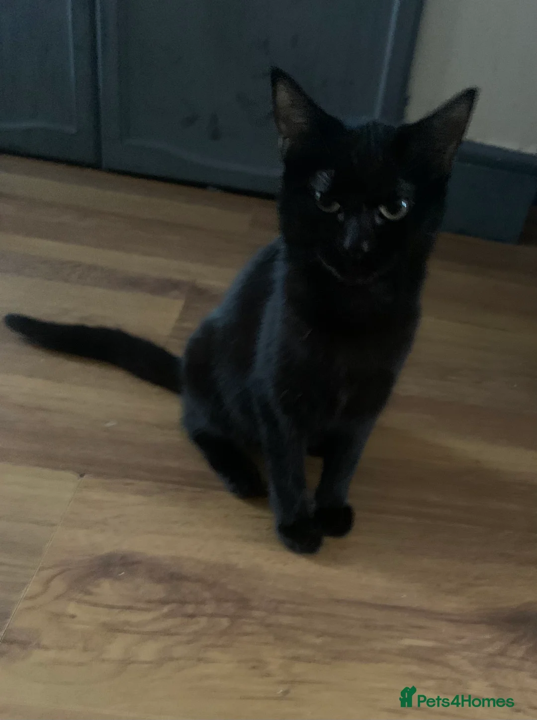 Mixed Breed cats for sale: Youngsters looking for home - Advert 5