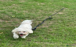 Bichon Frise dogs for sale: Two small Bichon Frise ready for their new home - Image 3