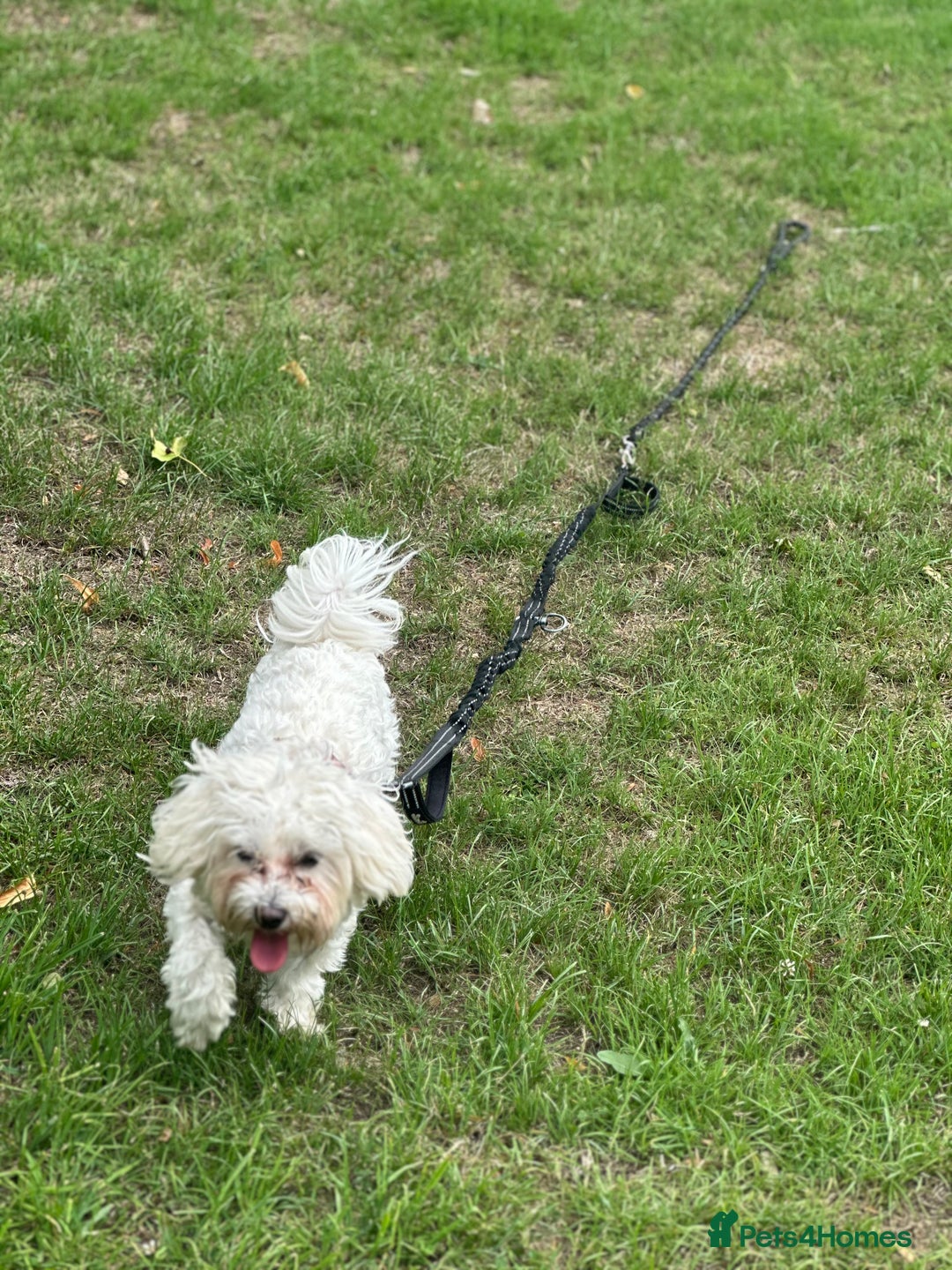 Bichon Frise dogs for sale: Two small Bichon Frise ready for their new home - Image 3