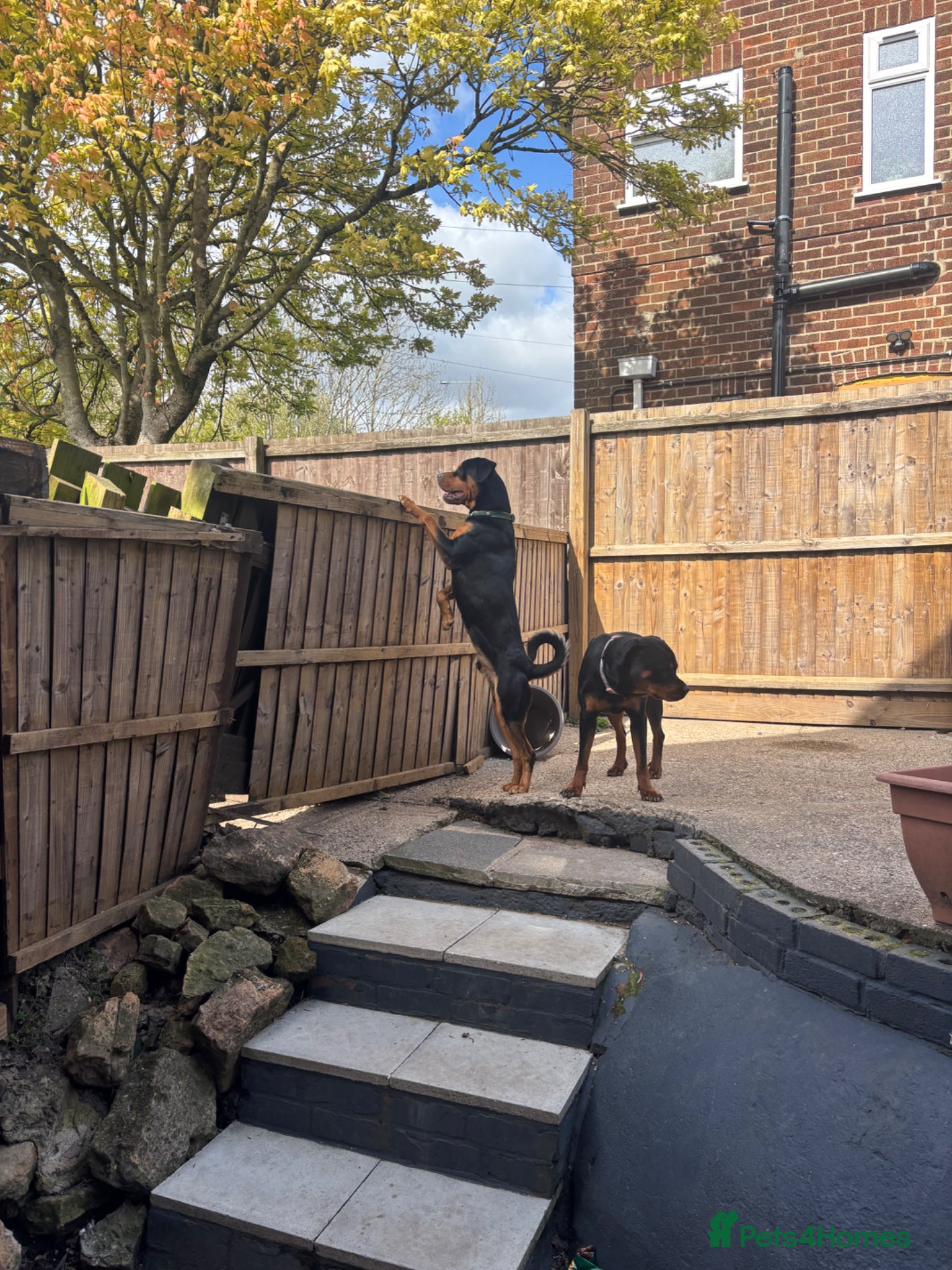 Rottweiler dogs Bruce the Rottweiler  - Advert 12