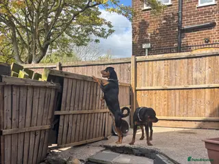 Rottweiler dogs Bruce the Rottweiler - Advert 12