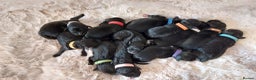 Portuguese Water Dog dogs for sale: Portuguese Water Dog Puppy–Boy Available Now - Advert 7