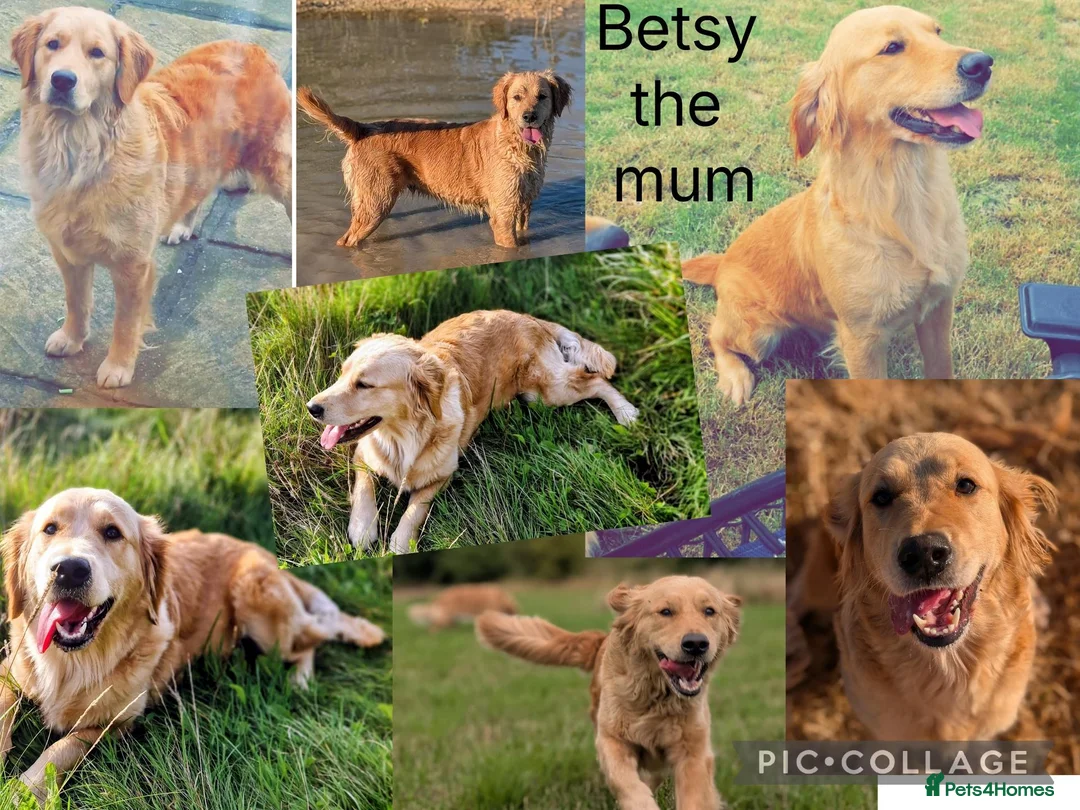 Mini Goldendoodle dogs for sale: 🐶💛 F1 GOLDENDOODLE PUPPIES – NOW HERE! 💛🐶 in Doncaster - Advert 2