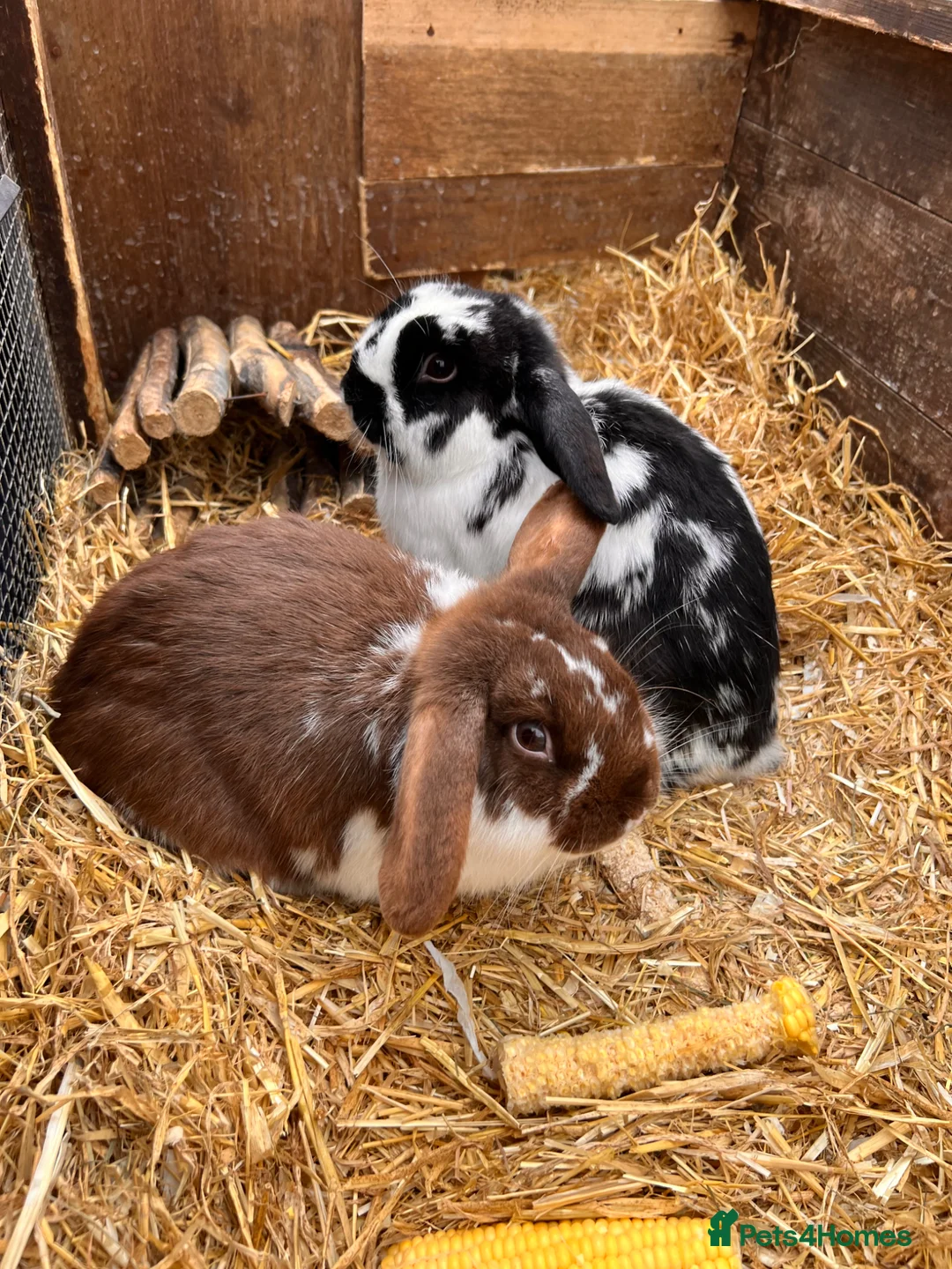 Mini Lop rabbits for sale: Smirnoff & Scotch  in Skipton - Advert 1