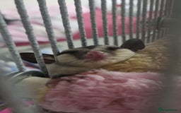 Sugar Glider rodents for sale: 2 female sugar gliders for sale - Image 15