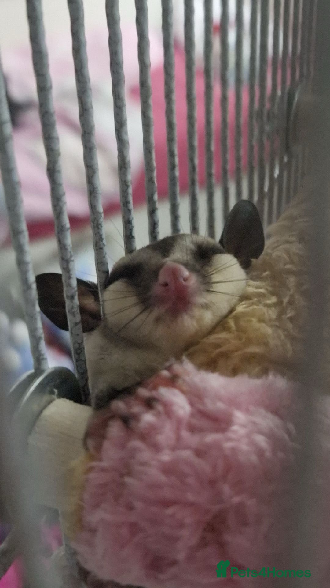 Sugar Glider rodents for sale: 2 female sugar gliders for sale - Image 15