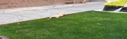 Cocker Spaniel dogs for sale: Our last boy  - Advert 1