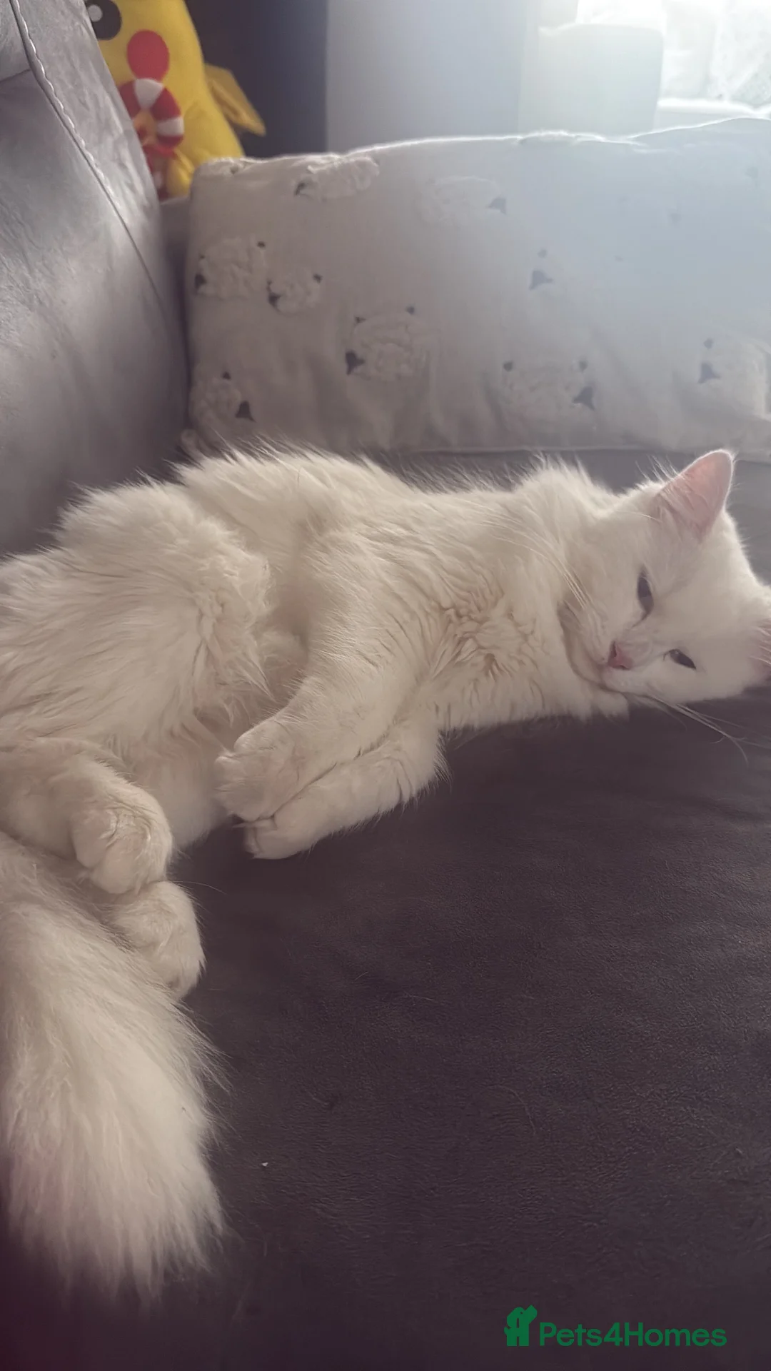 Turkish Angora cats for sale: 5 Turkish angora X long hairs in Birmingham - Advert 12