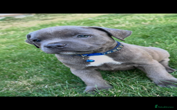 Staffordshire Bull Terrier dogs for sale: Blue Staffordshire bull terrier  - Image 25