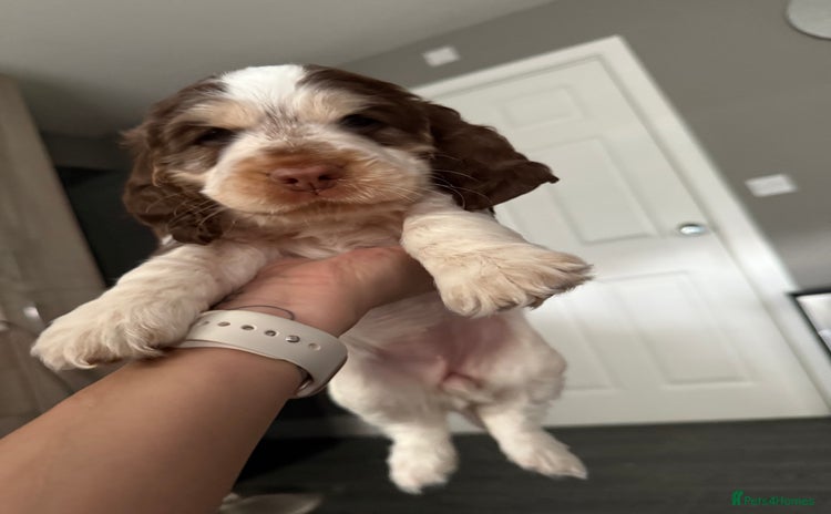Cocker Spaniel dogs - Advert 8