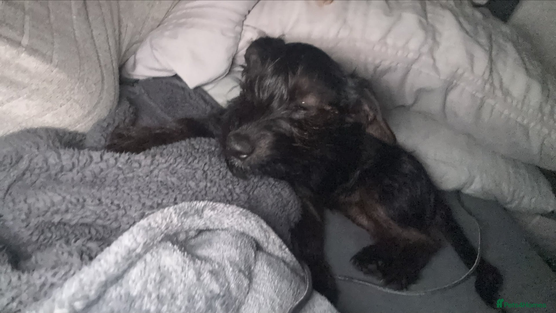 Mixed Breed dogs for sale: Reggie - Advert 7